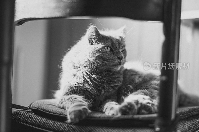 Chartreux Cat On A Chair椅子上的猫